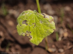 Alaucophora-foveicolis1