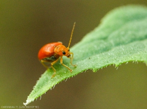 Alaucophora-foveicolis2