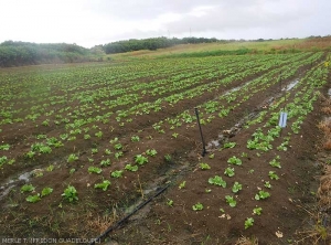 Culture de salades de plein champ irriguée par aspersion. Guadeloupe