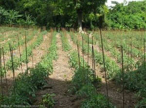 Culture de tomates de plein champ. Guadeloupe