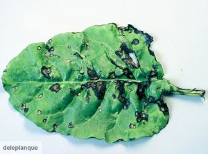 Pseudomonas syringae pv aptata (betterave)