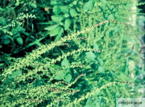 Ramularia beticola (Betterave)