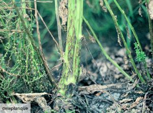 Ramularia beticola (Betterave)