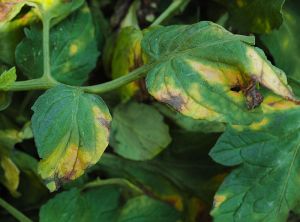 Ces deux folioles situées sur un côté d'une feuille de tomate sont affectées par la verticilliose. Des jaunissements et des dessèchements en forme de V inversé se sont formés. <b><i>Verticillium dalhiae</i></b> (verticilliose, <i>Verticillium</i> wilt)