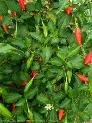 Il existe en Guyane une grande diversité de variétés de piments