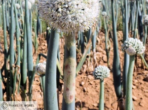 Peronospora destructor (mildiou) oignon