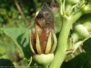 Une pourriture humide et brune à noire en fonction des endroits a entièrement envahi cette inflorescence de gombo. <i><b>Choanephora cucurbitarum</b></i> (pourriture à Choanephora)