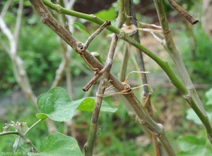 Rameaux altérés par  <b><i>Phomopsis vexans</i></b>.