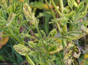 Les jeunes feuilles d'aubergine sont plus petites et étroites, légèrement enroulées, plutôt très jaunes, seules les nervures restant vertes. Elles ont aussi un port redressé. <b><i>Candidatus</i> Phytoplasma solani</b> (stolbur)