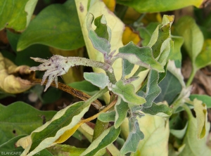 Cette fleurs d'aubergine, plutôt violacées  possède un calice hypertrophié lui conférant l'aspect d'une outre. <b><i>Candidatus</i> Phytoplasma solani</b> (stolbur)