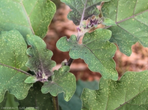 Plant d'aubergine avec dégâts de <i><b>Epitrix</i> sp.</b> sur feuilles.