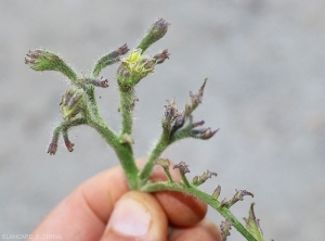 Sur ce pied de tomate, les tissus affectés sont particulièrement violacés  (anthocyanée) ; aussi bien sur les folioles que sur les quelques  fleurs atrophiées à stériles. <b><i>Candidatus</i> Phytoplasma solani</b> (stolbur)