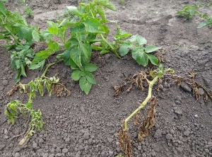 Différents stades de flétrissement et de dessèchement foliaires sur deux tiges de pomme de terre. <i><b>Ralstonia solanacearum</i></b> (flétrissement bactérien)