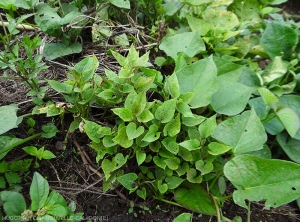 Ce pied de patate douce montre de nouvelles feuilles plus petites et chlorotiques contrastant avec les plus anciennes. <b><i>Candidatus</i> Phytoplasma solani</b> (stolbur)