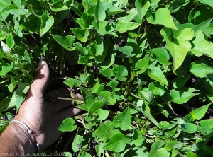 Pied de patate douce révélant  des feuilles plus petite que la normale. <b><i>Candidatus</i> Phytoplasma solani</b> (stolbur)