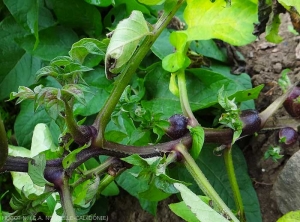 Détail des tubercules aériens formés sur tige de pomme de terre.  <b><i>Candidatus</i> Phytoplasma solani</b> (stolbur)