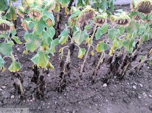 Phoma Tournesol