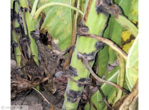 Phoma Tournesol