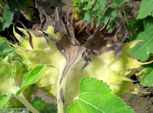 Diaporthe helianthi (phomopsis) Tournesol