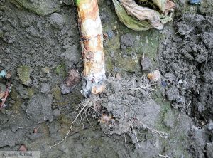 Sclerotinia sclerotiorum Tournesol