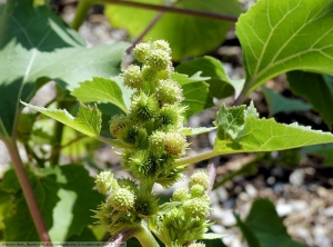 Xanthium orientale