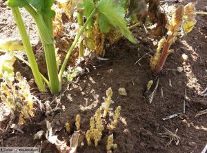 Orobanche céleri