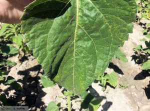 Alternaria helianthi tournesol feuille