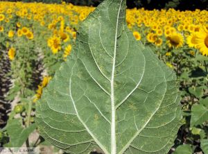 Alternaria helianthi tournesol feuille