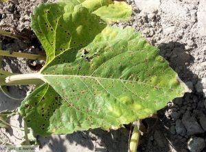 Alternaria helianthi tournesol feuille