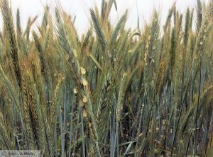 Claviceps purpurea seigle