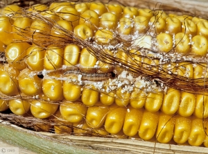 Ostrinia nubilalis (pyrale) maïs