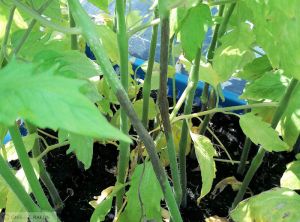 Phytophthora infestans tomate