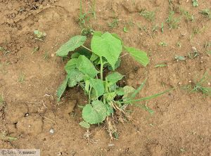 Abutilon