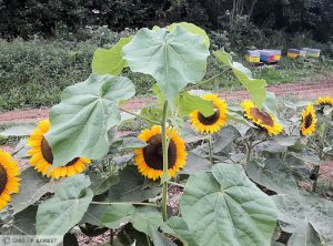 Abutilon