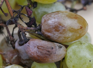 Baies de raisin de table colonisées plutôt récemment par <i><b>Phomopsis viticola</b></i> ; les tissus affectés prennent une teinte violacée et les baies commencent à se ratatiner.  (<b>excoriose</b>)