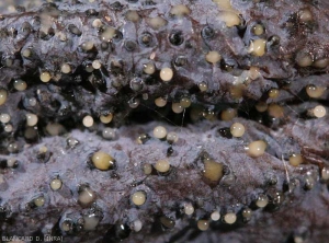 De nombreuses pycnides noires sont bien visibles sur cette baie de raisin. Un mucus jaunâtre et globuleux, s'est formé sur certaines d'entre-elles. <b><i>Phomopsis viticola</i></b> (excoriose)