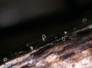 Des pycnides sombres sont bien visibles sur cette portion de bois blanchi. Un cirrhe blanchâtre plus ou moins enroulé s'est formé sur certaines d'entre-elles. <b><i>Phomopsis viticola</i></b> (excoriose)