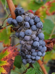 Sur cépage noir, <b><i>Botrytis cinerea</i></b> entraine une pourriture des baies de couleur brun-rougeâtre à violacésombre. A cela s'ajoute la présence d'une moisissure grise caractéristique à la surface de celles-ci. <b><i>Botrytis cinerea</i></b> (pourriture grise)