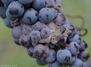 Détail de la pourriture grise sur dur baies de cépage noir. <i><b>Botrytis cinerea</b></i> 