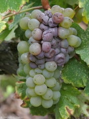 Sur cépage blanc, les baies atteintes par <i><b>Botrytis cinerea</b></i> brunissent et prennent une teinte plus ou moins beige à violacée ; une moisissure grise s'étend à leur surface. (pourriture grise)