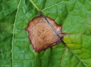 Des pycnides sont bien visibles sur cette tache présente sur feuille de vigne. <i><b>Guignardia bidwellii</b></i> (Black rot)