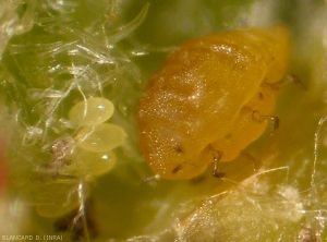 Fondatrice adulte près de ses oeufs au printemps.