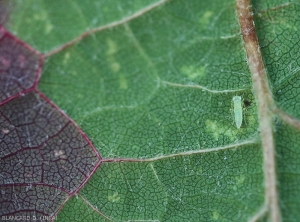 Stade larvaire d' <b><i>Empoasca vitis</i></b>. (cicadelle verte)