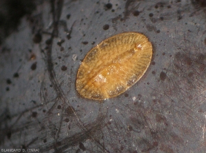 Larve de <b><em>Parthenolecanium</em></b> sp., à ce stade la cochenille est mobile. 