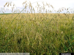 Avena fatua (folle avoine)