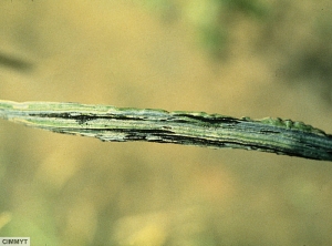 Urocystis agropyri blé