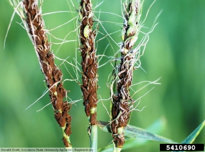 Ustilago segetum var. tritici Blé