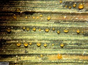 Xanthomonas translucens pv. translucens blé