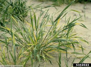 Wheat streak mosaic virus (WSMV) blé