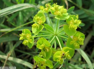 Euphorbia esula